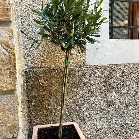 Seayou!***charming 1-bedroom Unit In The Old Center Of Apartment